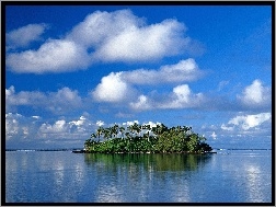 Wyspa, Palmy